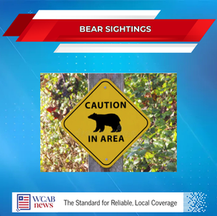 Bear Sighting Turns Heads in Rutherfordton