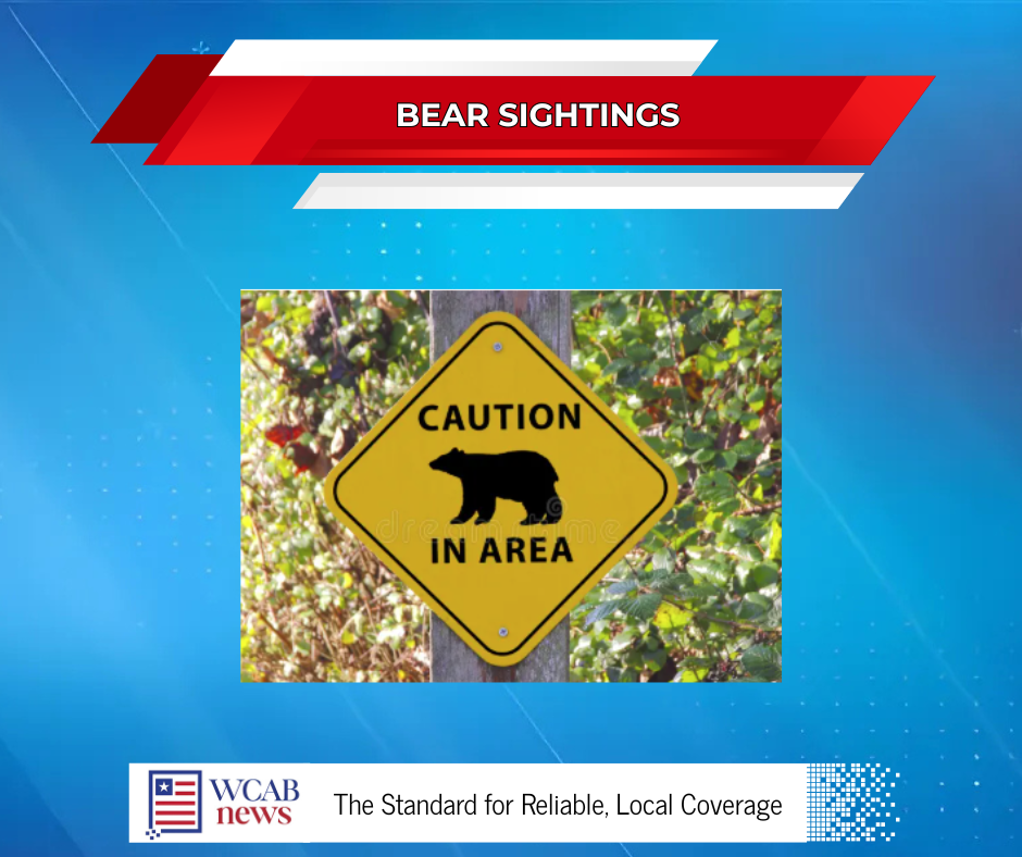 Bear Sighting Turns Heads in Rutherfordton