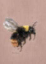 Charming giclée print of a fluffy bee titled Humble Bumble