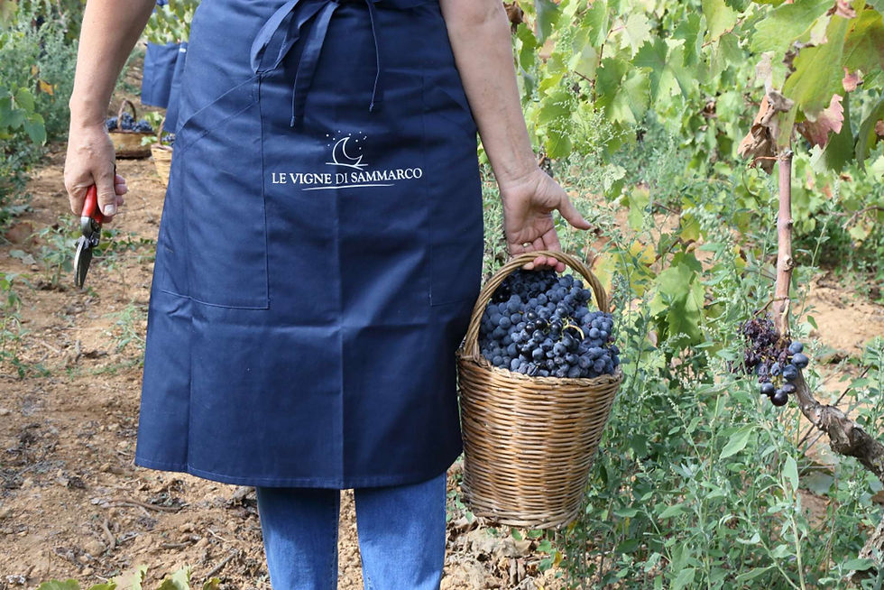 salento grape