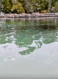 Herring Spawn Barkley Sound