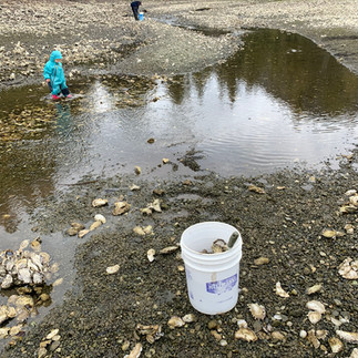 Oysters and Clams in Barkley Sound
