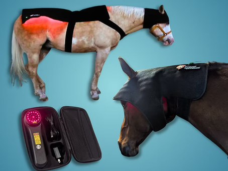 Horses wearing red light therapy wraps.