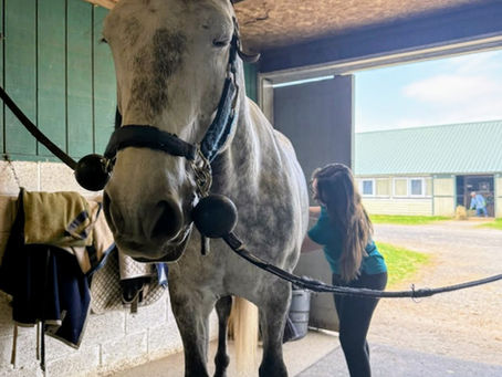 Calm horse enjoying an equine massage session from Northeast EquiWellness.