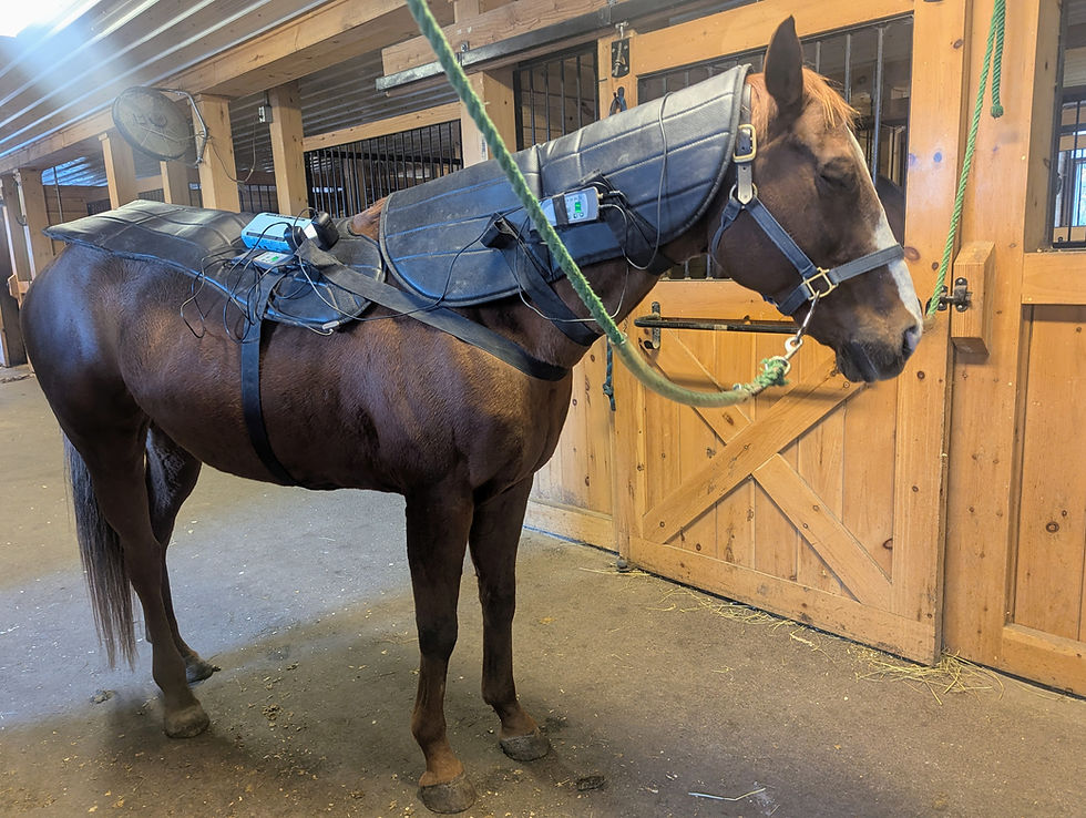 Horse receiving PEMF therapy