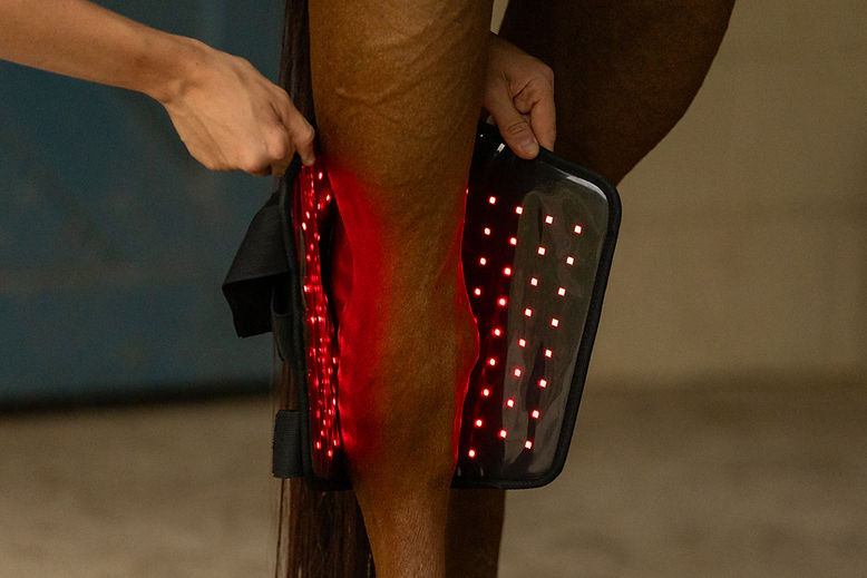 Horse red light therapy for hock boot 4_edited.jpg