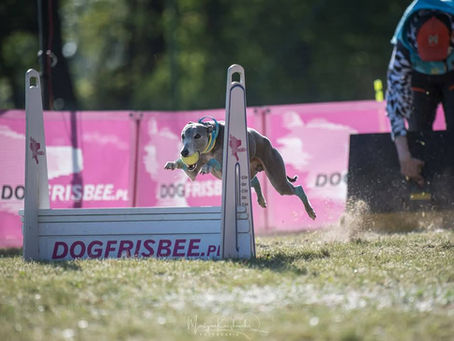 CHERRY ON TOP Sonic Workaholic FCI biegnie w zawodach flyball