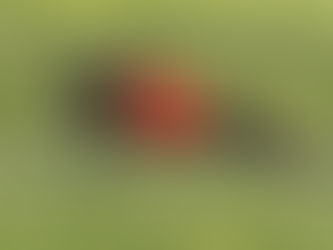 chart whippet podczas zawodów coursingowych