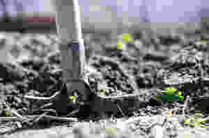 Spade in ground with seedlings