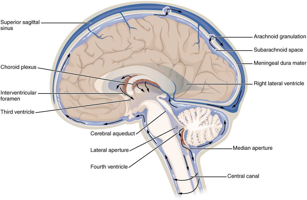 1317_CFS_Circulation.jpeg