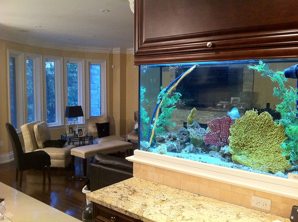 Reef Tank with Artificial Corals