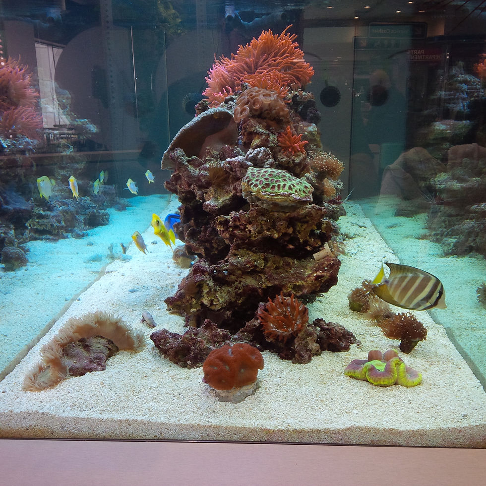 Coral Reef Tank Aquascaping