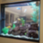Custom Wall Aquarium