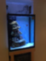 100 Gallon Custom Reef Tank