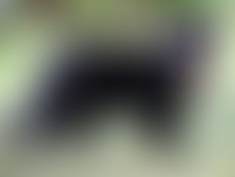 ಜೀವವೈವಿಧ್ಯ ರಕ್ಷಣೆಗಾಗಿ ನ್ಯೂಜಿಲೆಂಡ್ ಕಾಡು ಬೆಕ್ಕುಗಳ ನಿರ್ಮೂಲನೆಗೆ ಕಠಿಣ ಕ್ರಮ