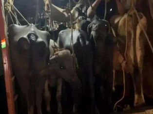 ಅಕ್ರಮ ಜಾನುವಾರು ಸಾಗಾಟ: ಉಪ್ಪಿನಂಗಡಿಯಲ್ಲಿ ಇಬ್ಬರ ಬಂಧನ