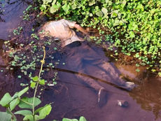 ವಿಟ್ಲದಲ್ಲಿ ವ್ಯಕ್ತಿಯ ಮೃತದೇಹ ಪತ್ತೆ: ಪೊಲೀಸರಿಂದ ತನಿಖೆ ಆರಂಭ