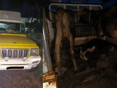 ಪುತ್ತೂರಿನಲ್ಲಿ ಅಕ್ರಮ ಗೋ ಸಾಗಾಟ ಪತ್ತೆ: ಪಿಕ್ಅಪ್ ವಾಹನ ತಡೆದು ಓರ್ವ ಆರೋಪಿಯನ್ನು ಪೊಲೀಸರಿಗೆ ಒಪ್ಪಿಸಿದ ಭಜರಂಗದಳ