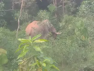 ಕಡಬ: ಕಾಡಾನೆ ಭೀತಿಯಲ್ಲಿ ಗ್ರಾಮಸ್ಥರು