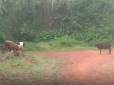 ಅಕ್ರಮ ಗೋ ಸಾಗಾಟ: ನರಿಮೊಗರು ಬಳಿ ವಾಹನ ಕೆಟ್ಟು ನಿಂತು ಗೋವುಗಳನ್ನು ಬಿಟ್ಟು ಪರಾರಿ