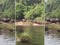 ಕಡಬ: ಕುಮಾರಧಾರಾ ನದಿ ತೀರದಲ್ಲಿ 8 ಕಾಡಾನೆಗಳ ಹಿಂಡು ಪ್ರತ್ಯಕ್ಷ!