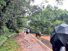 ಮಾಣಿಯಲ್ಲಿ ಭಾರಿ ಮಳೆಗೆ ರಸ್ತೆಗೆ ಬಿದ್ದ ಮರ: ಸಂಚಾರ ಅಸ್ತವ್ಯಸ್ತ