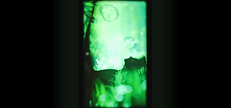 25-forest.png