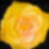 Yellow Rose