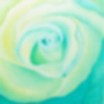 Mermaid Rose