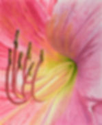Razzie Lily