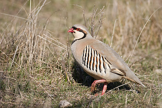 Chukar, Otago hunting, guided hunting, otago outfitters, NZ hunting experience, authentic hunting experience