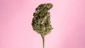 ¿POR QUÉ CULTIVAR UNA VARIEDAD AUTOFLORECIENTE DE CANNABIS EN TU JARDÍN?