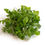 Thumbnail: Arugula