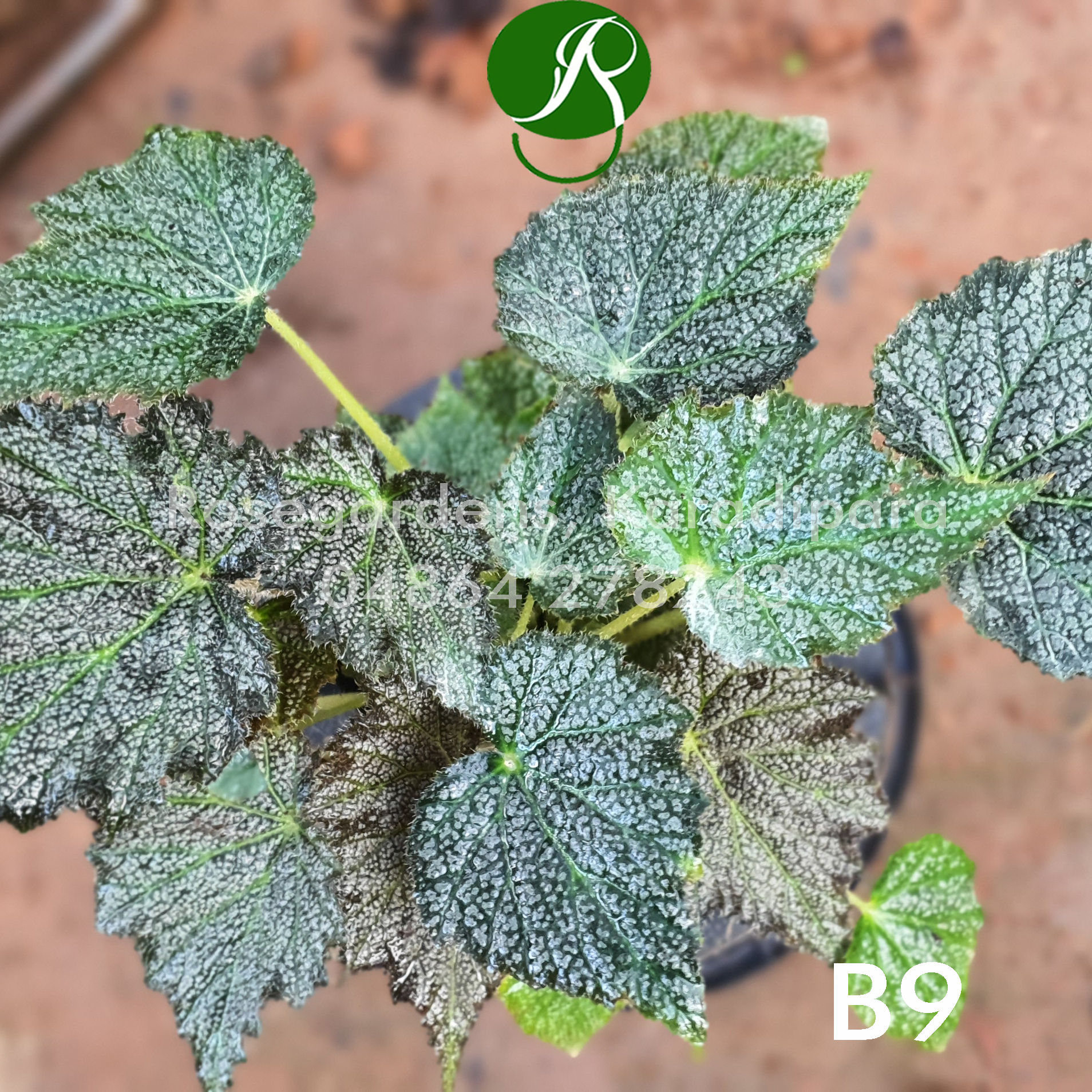 Begonia B9