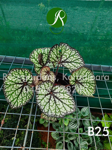 Begonia B25 | ROSEGARDENS Plants