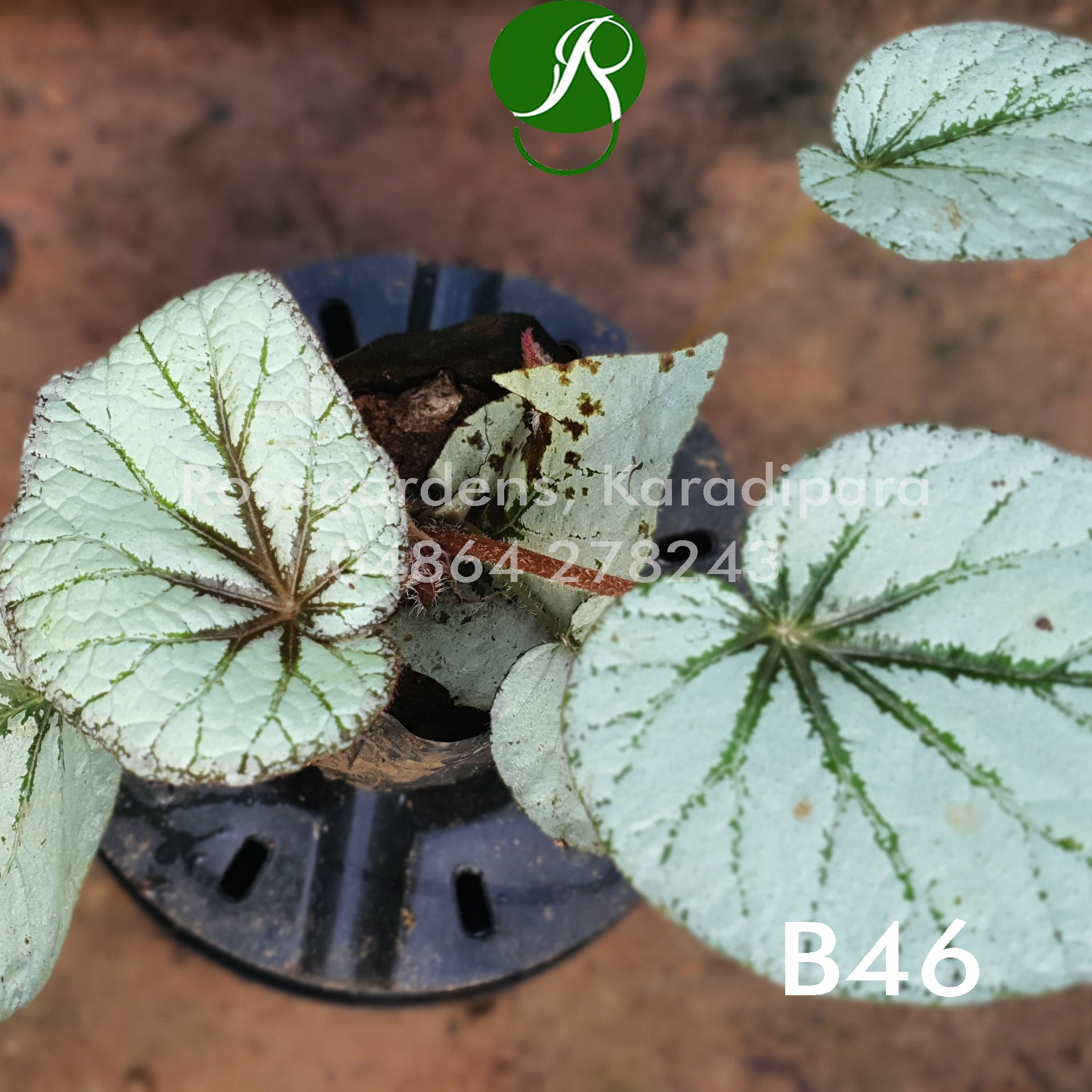 Begonia B46