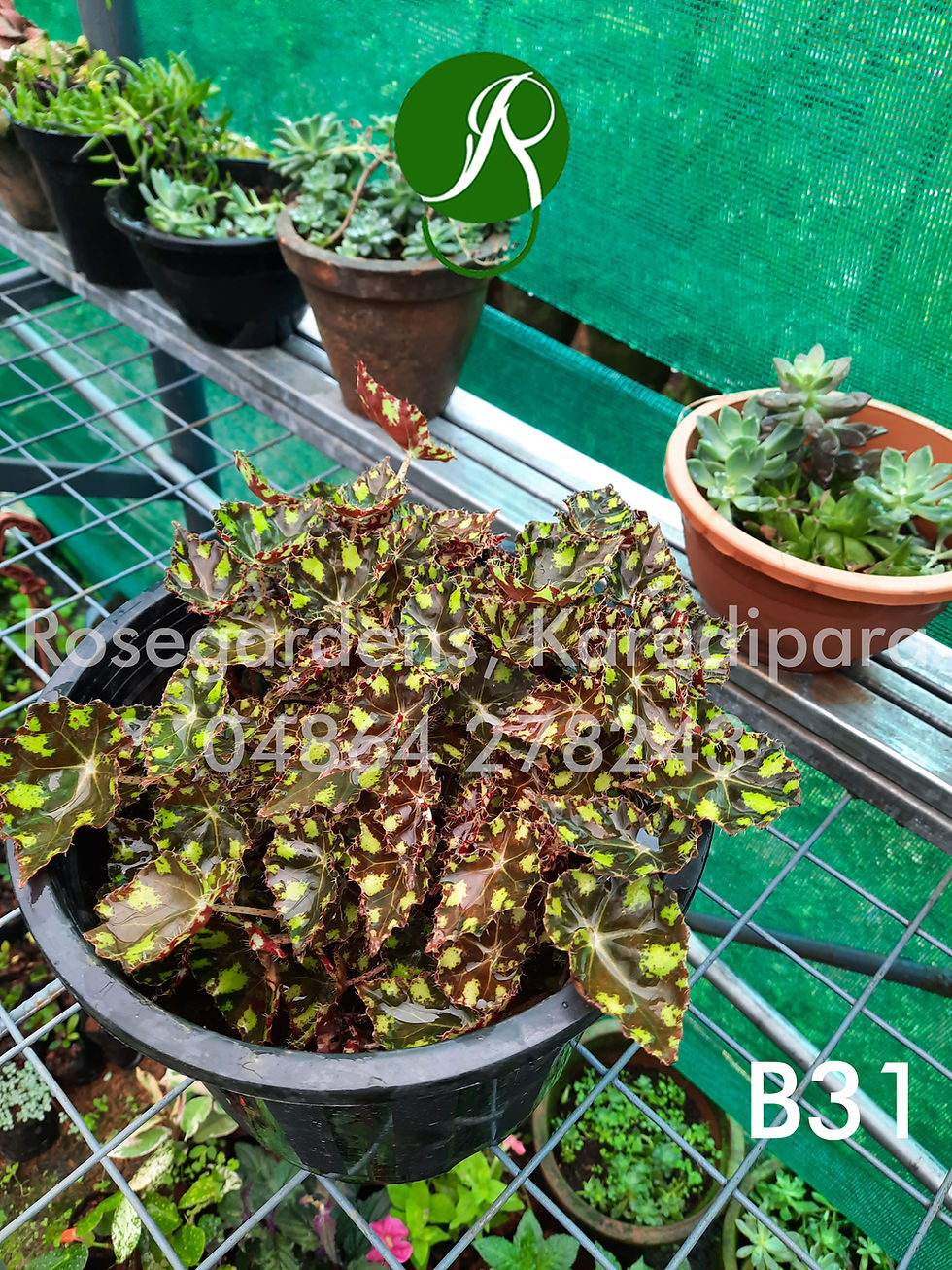 Thumbnail: Begonia B31