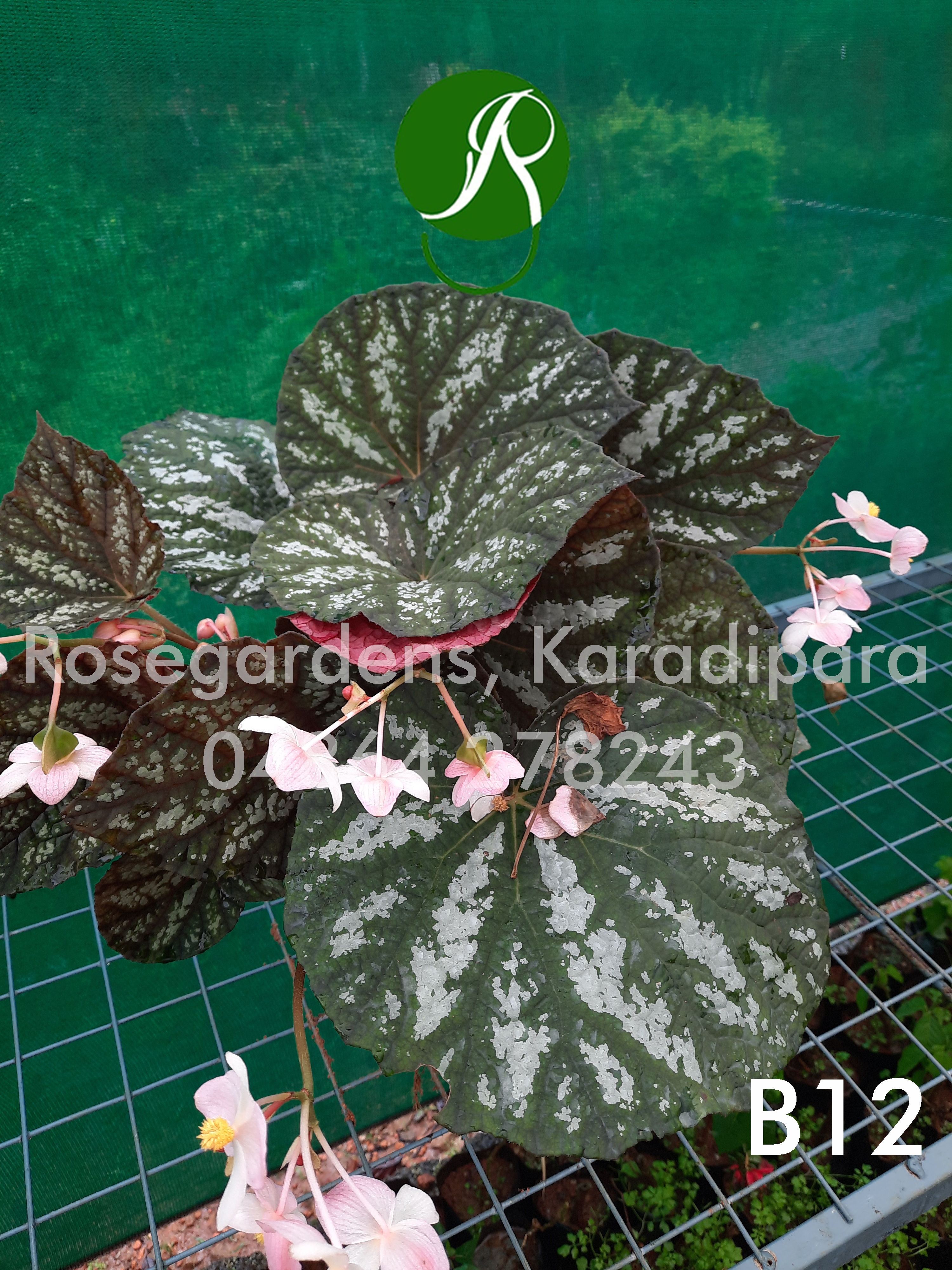 Begonia B12
