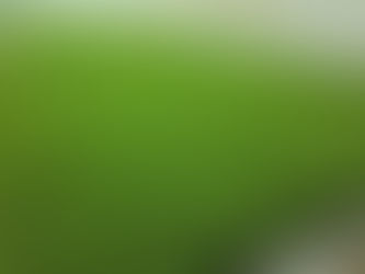 田植え真っ盛り