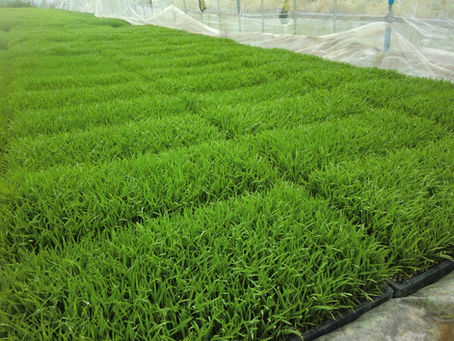 田植え真っ盛り