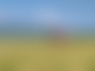 瑞穂黄金、稲刈りスタート!