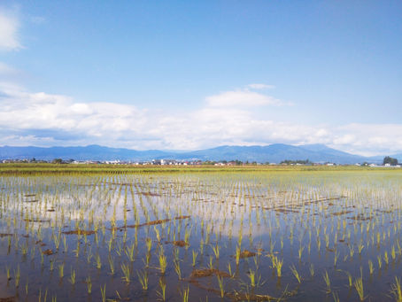 田植え