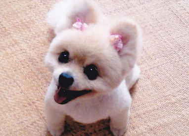 犬 写真 肖像画用