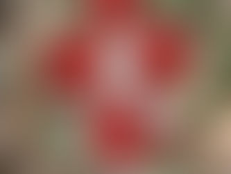 Our Favorites - Winter Cocktails