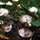 Thumbnail: tiny fairy mushrooms
