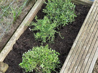 flower bed in nursery garden