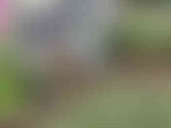 flower bed in nursery garden