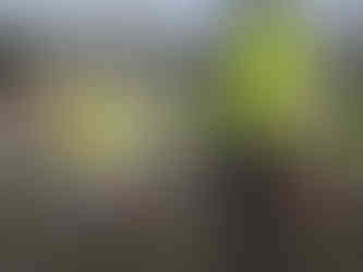 Children looking at donkeys on the farm