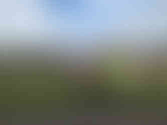 Children looking at donkeys on the farm