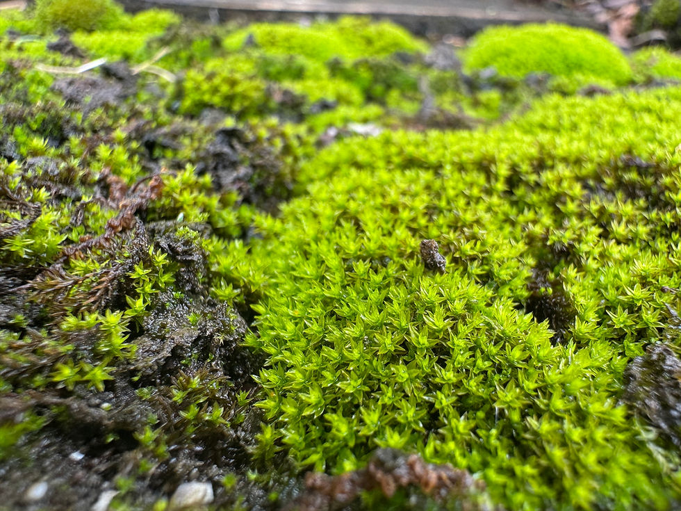 MossMoss1.jpg